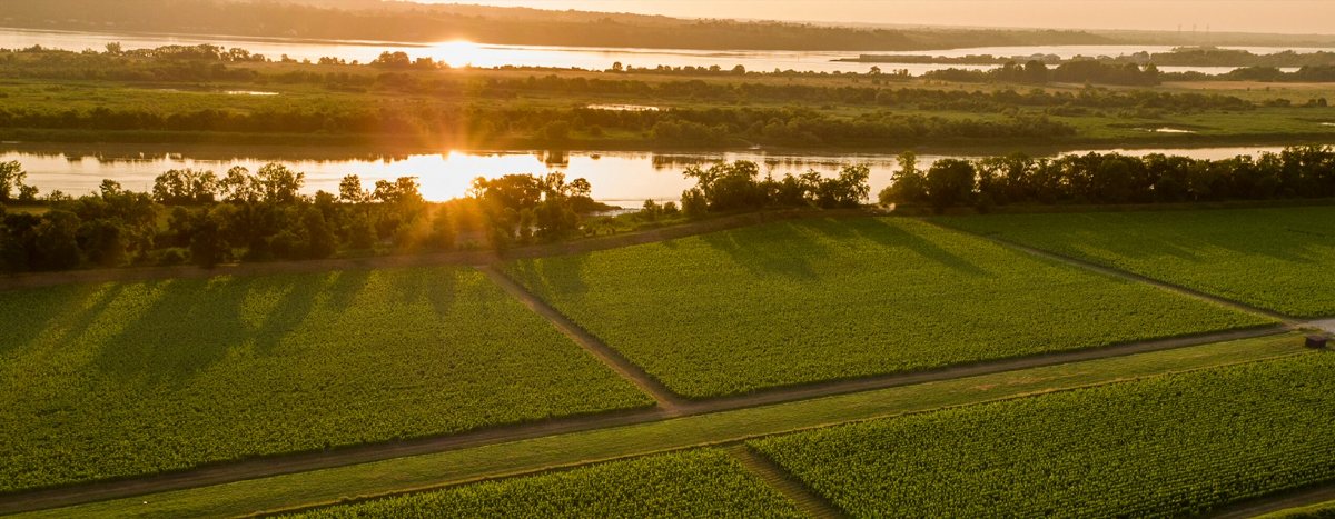 Cultivating the Future: Castel Family Estates’ Commitment to Sustainable Viticulture